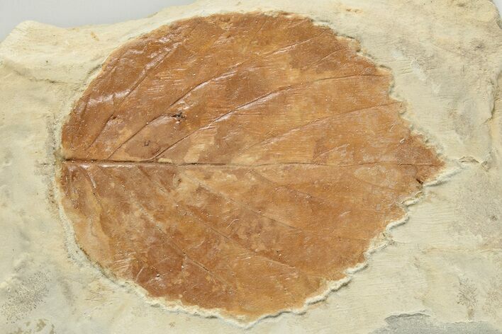 1.8" Fossil Leaf (Davidia) - Montana